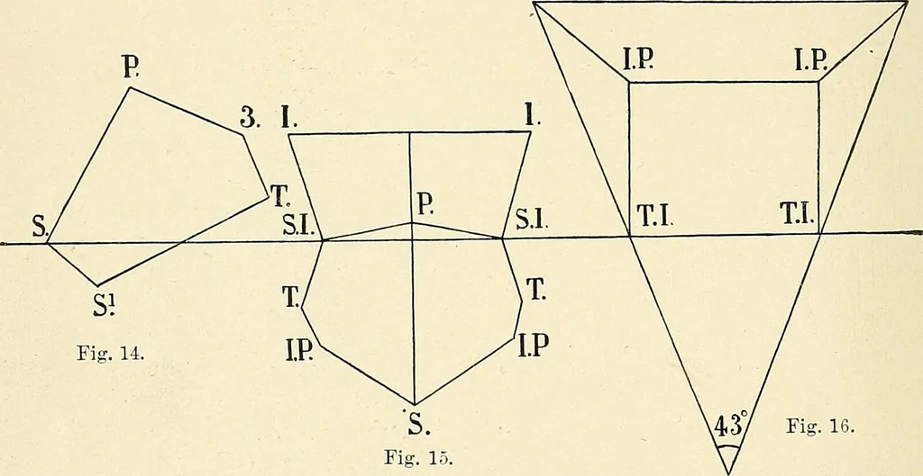 An illustration from Obstetrics : a text-book for the use of students and practitioners / by J. Whitridge Williams ... with eight coloured plates and six hundred and thirty illustrations in the text., 1903, leaf 40