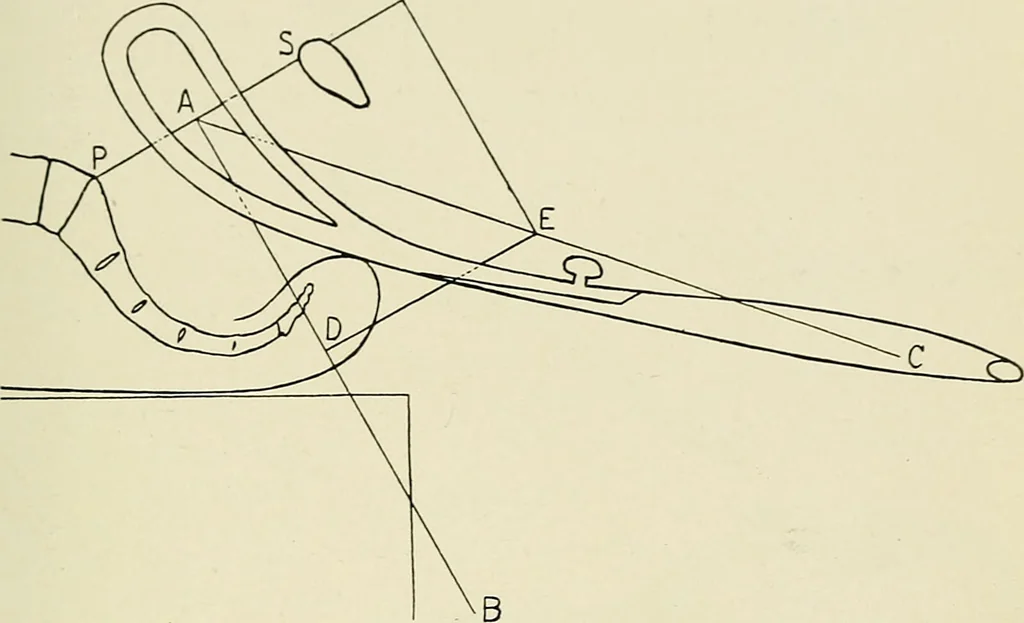 An illustration from Obstetrics : a text-book for the use of students and practitioners / by J. Whitridge Williams ... with eight coloured plates and six hundred and thirty illustrations in the text., 1903, leaf 427