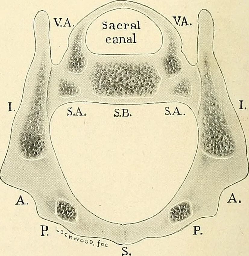 An illustration from Obstetrics : a text-book for the use of students and practitioners / by J. Whitridge Williams ... with eight coloured plates and six hundred and thirty illustrations in the text., 1903, leaf 44