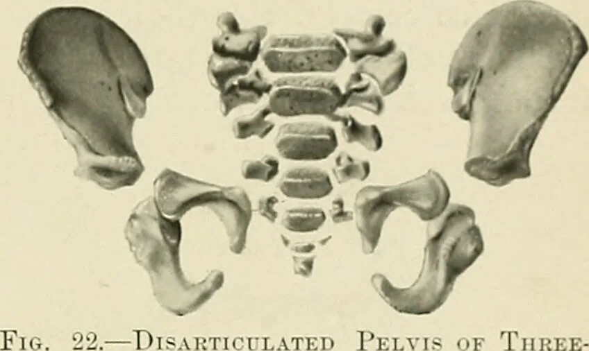 An illustration from Obstetrics : a text-book for the use of students and practitioners / by J. Whitridge Williams ... with eight coloured plates and six hundred and thirty illustrations in the text., 1903, leaf 45