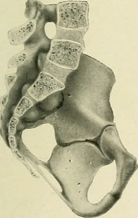 An illustration from Obstetrics : a text-book for the use of students and practitioners / by J. Whitridge Williams ... with eight coloured plates and six hundred and thirty illustrations in the text., 1903, leaf 45