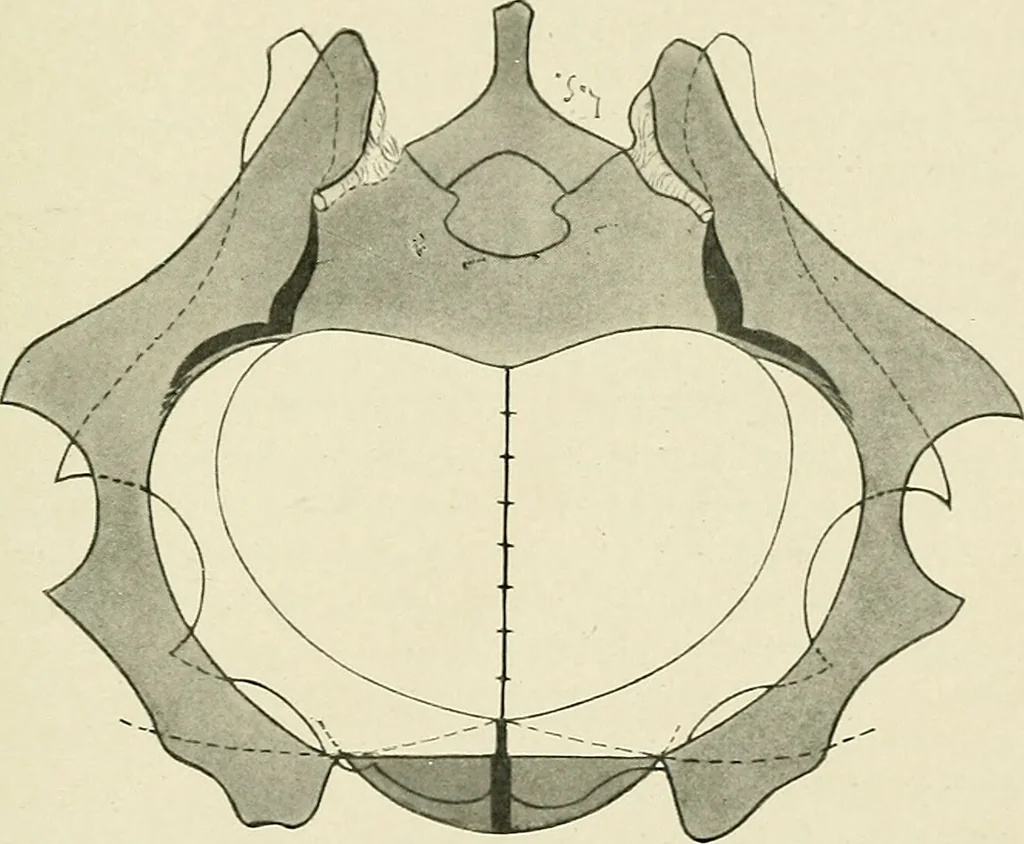 An illustration from Obstetrics : a text-book for the use of students and practitioners / by J. Whitridge Williams ... with eight coloured plates and six hundred and thirty illustrations in the text., 1903, leaf 463