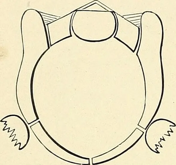 An illustration from Obstetrics : a text-book for the use of students and practitioners / by J. Whitridge Williams ... with eight coloured plates and six hundred and thirty illustrations in the text., 1903, leaf 48
