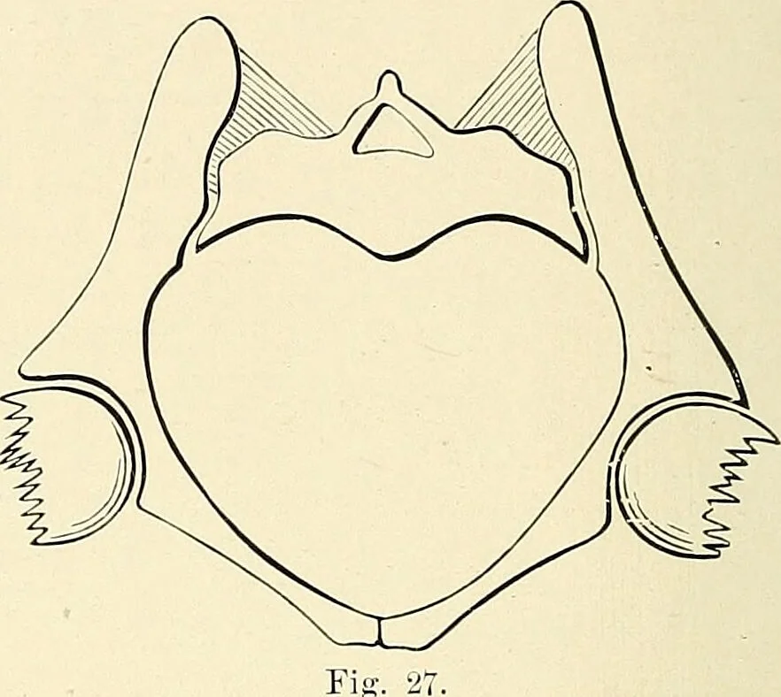 An illustration from Obstetrics : a text-book for the use of students and practitioners / by J. Whitridge Williams ... with eight coloured plates and six hundred and thirty illustrations in the text., 1903, leaf 48