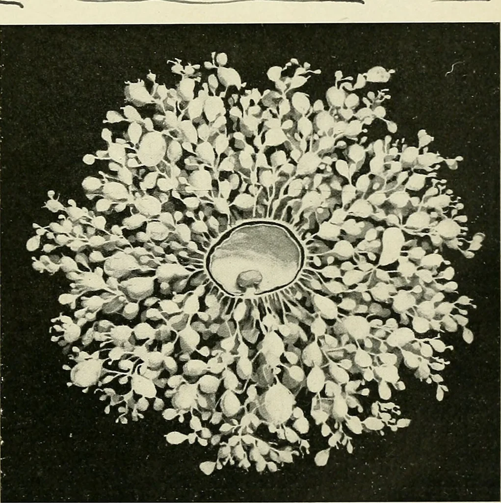 An illustration from Obstetrics : a text-book for the use of students and practitioners / by J. Whitridge Williams ... with eight coloured plates and six hundred and thirty illustrations in the text., 1903, leaf 537
