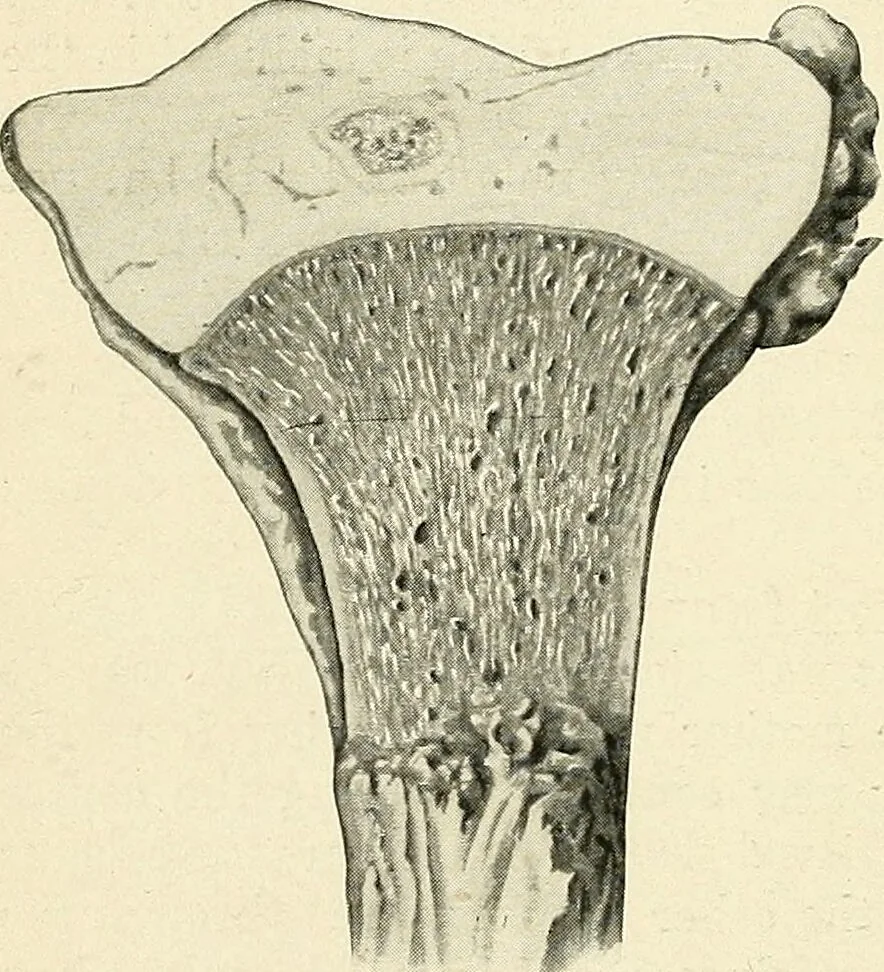An illustration from Obstetrics : a text-book for the use of students and practitioners / by J. Whitridge Williams ... with eight coloured plates and six hundred and thirty illustrations in the text., 1903, leaf 566