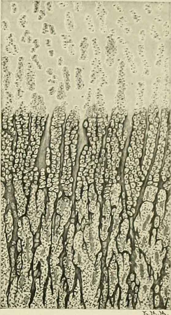 An illustration from Obstetrics : a text-book for the use of students and practitioners / by J. Whitridge Williams ... with eight coloured plates and six hundred and thirty illustrations in the text., 1903, leaf 567