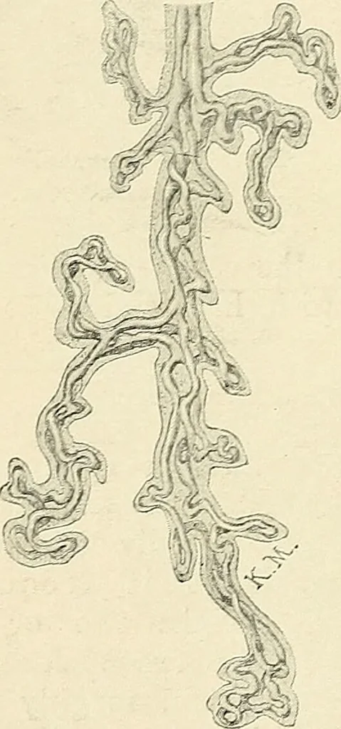 An illustration from Obstetrics : a text-book for the use of students and practitioners / by J. Whitridge Williams ... with eight coloured plates and six hundred and thirty illustrations in the text., 1903, leaf 568