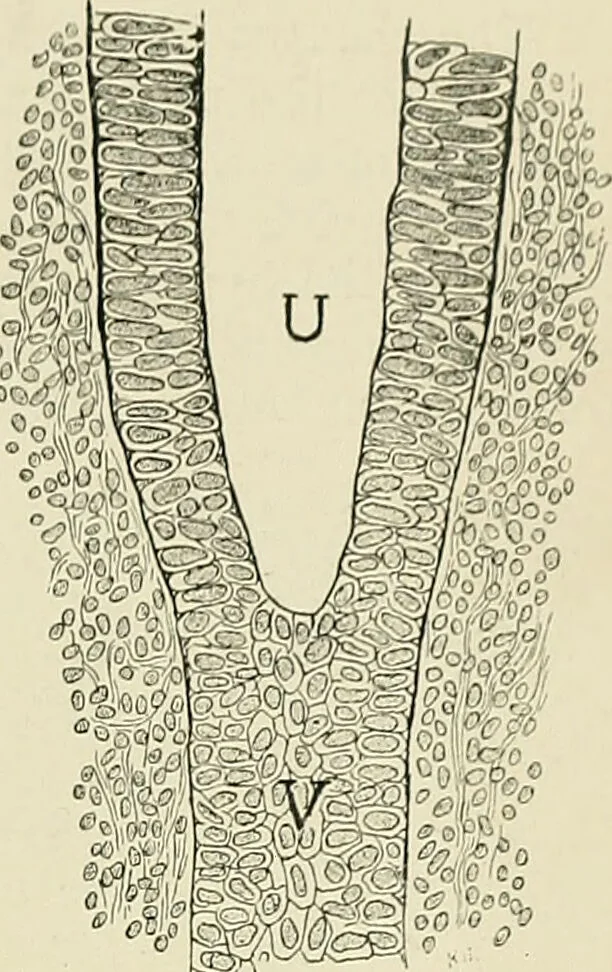 An illustration from Obstetrics : a text-book for the use of students and practitioners / by J. Whitridge Williams ... with eight coloured plates and six hundred and thirty illustrations in the text., 1903, leaf 59