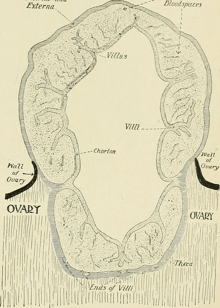 An illustration from Obstetrics : a text-book for the use of students and practitioners / by J. Whitridge Williams ... with eight coloured plates and six hundred and thirty illustrations in the text., 1903, leaf 591