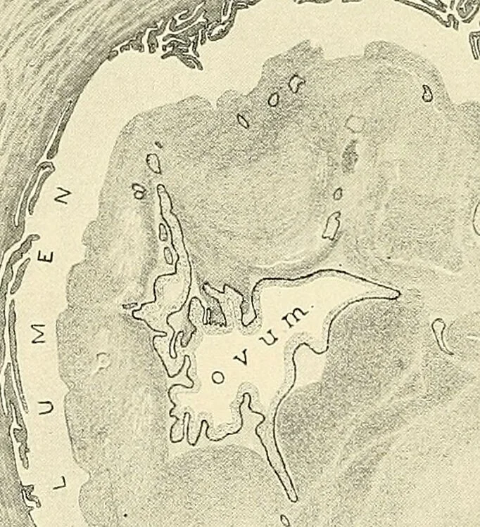 An illustration from Obstetrics : a text-book for the use of students and practitioners / by J. Whitridge Williams ... with eight coloured plates and six hundred and thirty illustrations in the text., 1903, leaf 594