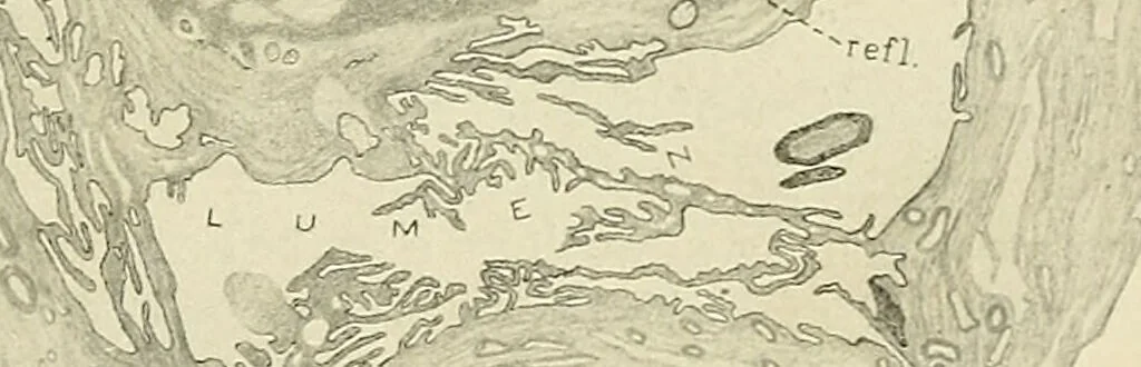 An illustration from Obstetrics : a text-book for the use of students and practitioners / by J. Whitridge Williams ... with eight coloured plates and six hundred and thirty illustrations in the text., 1903, leaf 603