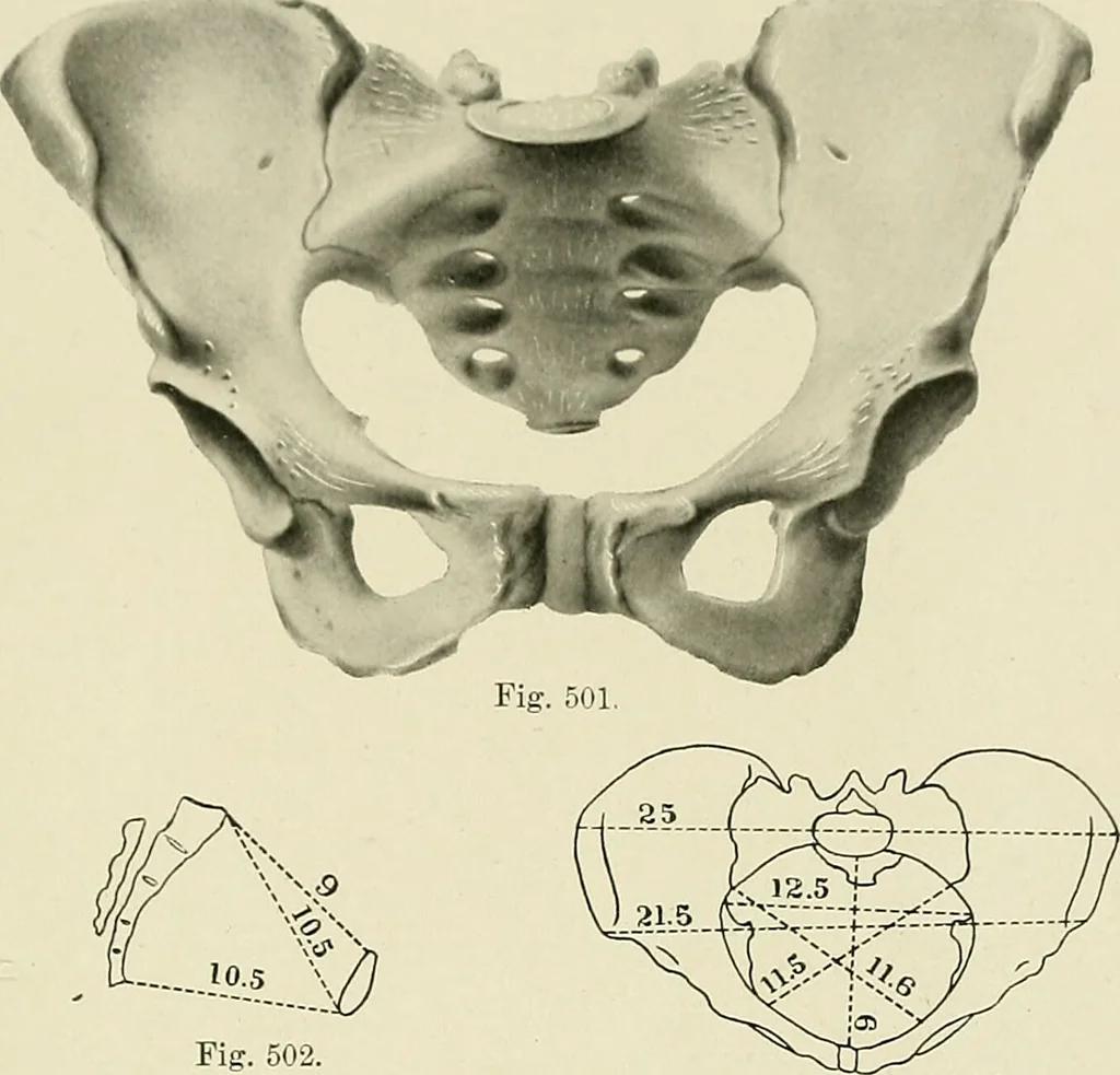 An illustration from Obstetrics : a text-book for the use of students and practitioners / by J. Whitridge Williams ... with eight coloured plates and six hundred and thirty illustrations in the text., 1903, leaf 653