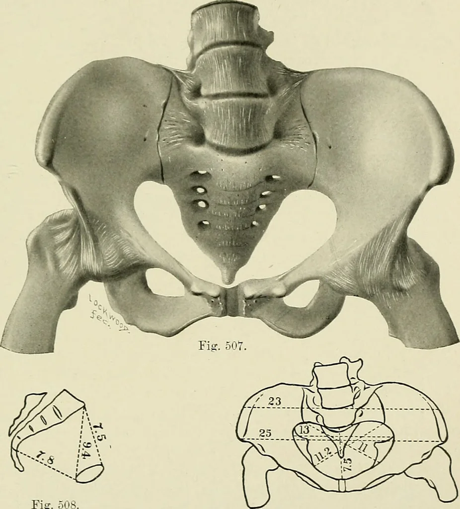 An illustration from Obstetrics : a text-book for the use of students and practitioners / by J. Whitridge Williams ... with eight coloured plates and six hundred and thirty illustrations in the text., 1903, leaf 657