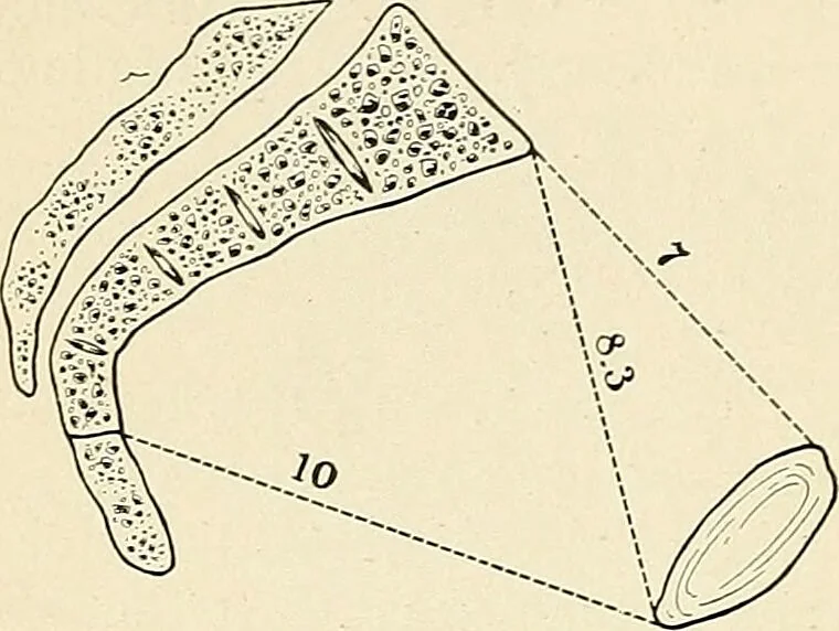 An illustration from Obstetrics : a text-book for the use of students and practitioners / by J. Whitridge Williams ... with eight coloured plates and six hundred and thirty illustrations in the text., 1903, leaf 658