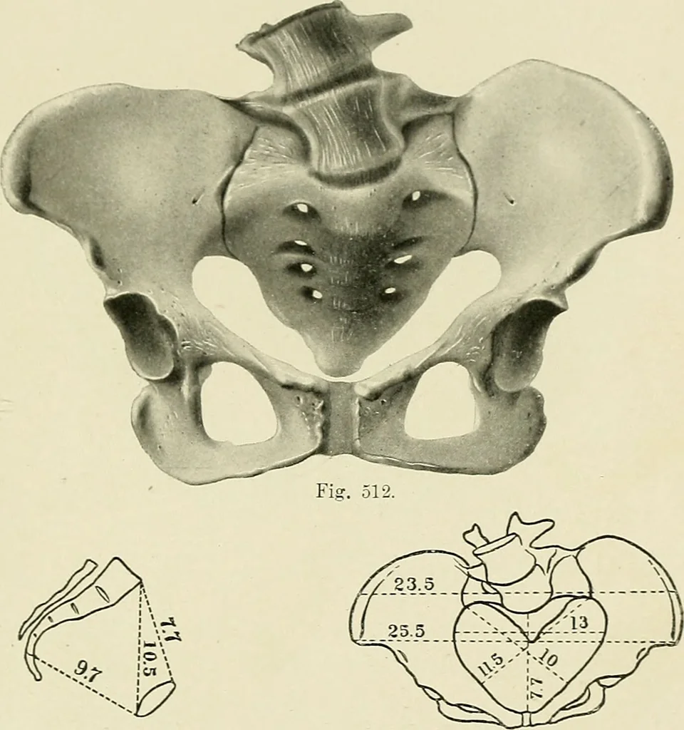 An illustration from Obstetrics : a text-book for the use of students and practitioners / by J. Whitridge Williams ... with eight coloured plates and six hundred and thirty illustrations in the text., 1903, leaf 659