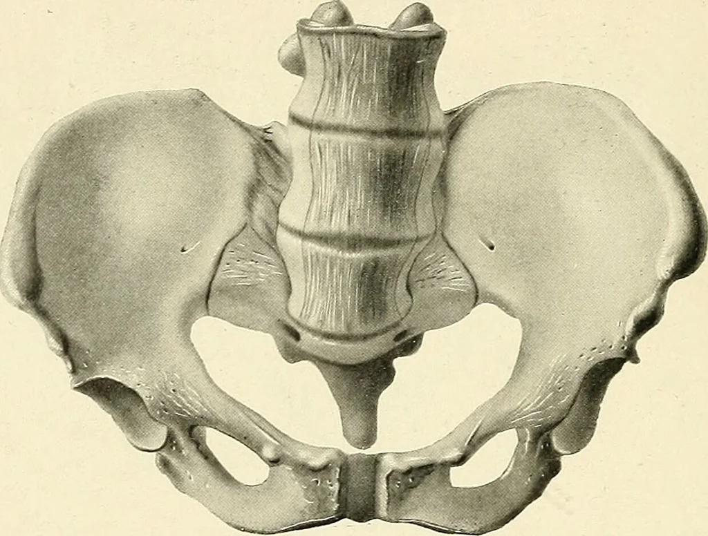 An illustration from Obstetrics : a text-book for the use of students and practitioners / by J. Whitridge Williams ... with eight coloured plates and six hundred and thirty illustrations in the text., 1903, leaf 660