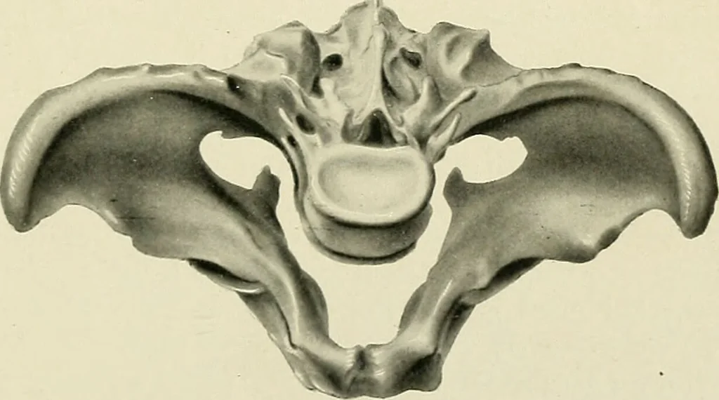 An illustration from Obstetrics : a text-book for the use of students and practitioners / by J. Whitridge Williams ... with eight coloured plates and six hundred and thirty illustrations in the text., 1903, leaf 661
