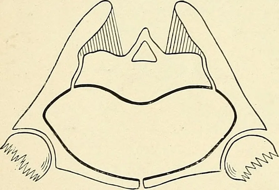An illustration from Obstetrics : a text-book for the use of students and practitioners / by J. Whitridge Williams ... with eight coloured plates and six hundred and thirty illustrations in the text., 1903, leaf 662
