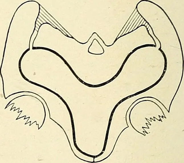 An illustration from Obstetrics : a text-book for the use of students and practitioners / by J. Whitridge Williams ... with eight coloured plates and six hundred and thirty illustrations in the text., 1903, leaf 662