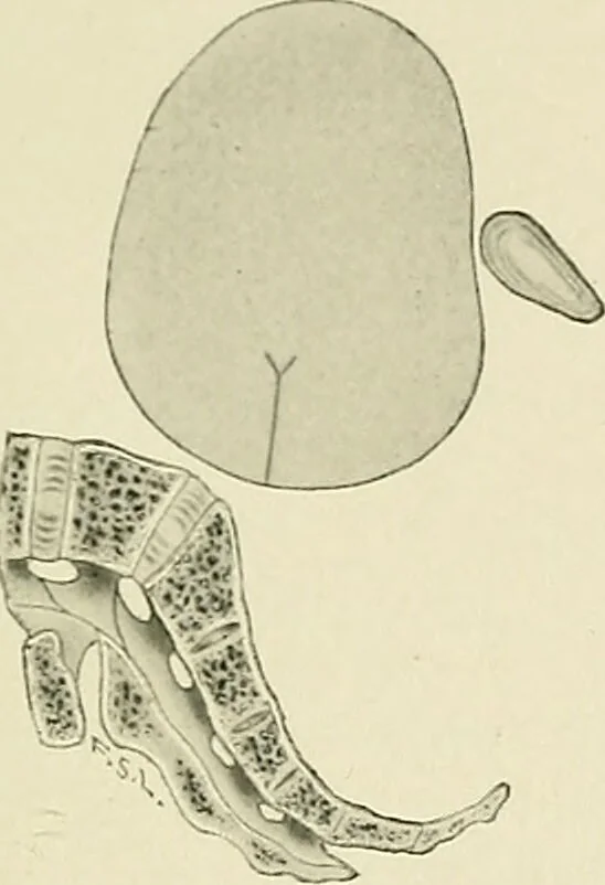 An illustration from Obstetrics : a text-book for the use of students and practitioners / by J. Whitridge Williams ... with eight coloured plates and six hundred and thirty illustrations in the text., 1903, leaf 673