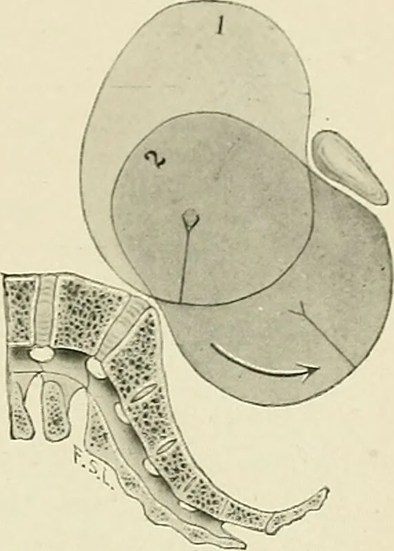 An illustration from Obstetrics : a text-book for the use of students and practitioners / by J. Whitridge Williams ... with eight coloured plates and six hundred and thirty illustrations in the text., 1903, leaf 673