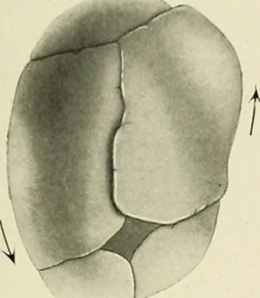 An illustration from Obstetrics : a text-book for the use of students and practitioners / by J. Whitridge Williams ... with eight coloured plates and six hundred and thirty illustrations in the text., 1903, leaf 679