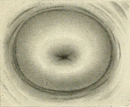 An illustration from Obstetrics : a text-book for the use of students and practitioners / by J. Whitridge Williams ... with eight coloured plates and six hundred and thirty illustrations in the text., 1903, leaf 68