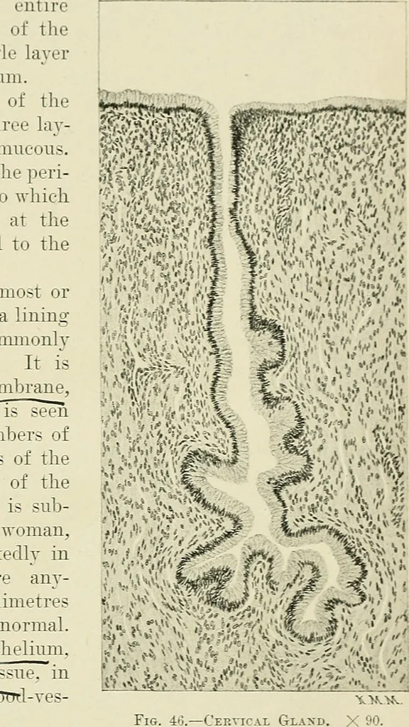 An illustration from Obstetrics : a text-book for the use of students and practitioners / by J. Whitridge Williams ... with eight coloured plates and six hundred and thirty illustrations in the text., 1903, leaf 69