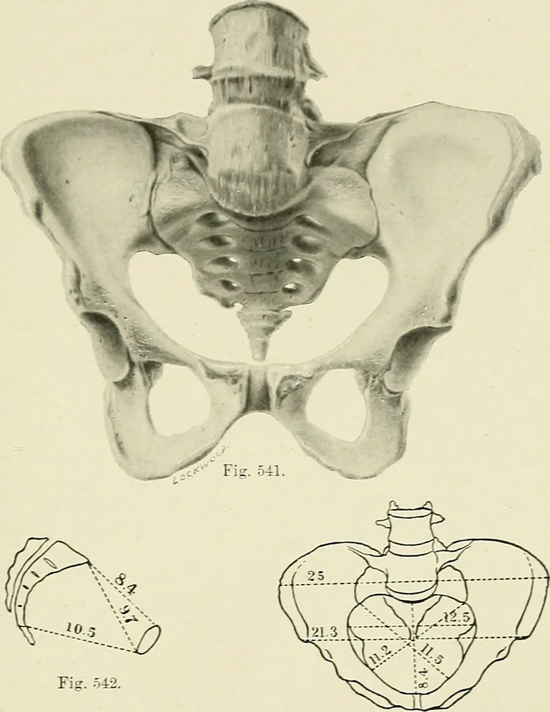 An illustration from Obstetrics : a text-book for the use of students and practitioners / by J. Whitridge Williams ... with eight coloured plates and six hundred and thirty illustrations in the text., 1903, leaf 693