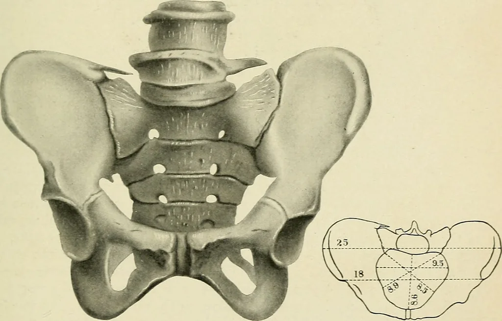An illustration from Obstetrics : a text-book for the use of students and practitioners / by J. Whitridge Williams ... with eight coloured plates and six hundred and thirty illustrations in the text., 1903, leaf 697