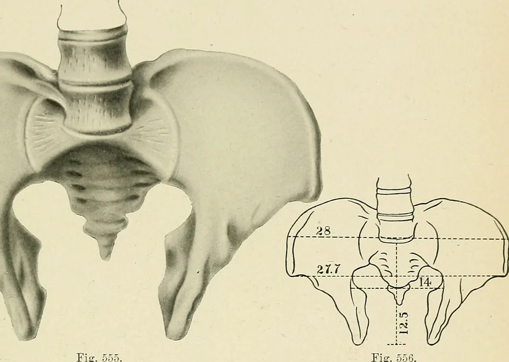 An illustration from Obstetrics : a text-book for the use of students and practitioners / by J. Whitridge Williams ... with eight coloured plates and six hundred and thirty illustrations in the text., 1903, leaf 701