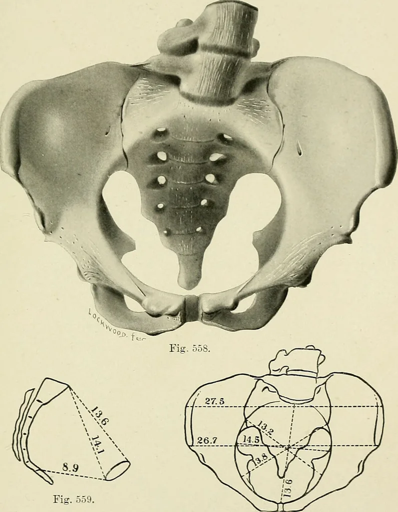 An illustration from Obstetrics : a text-book for the use of students and practitioners / by J. Whitridge Williams ... with eight coloured plates and six hundred and thirty illustrations in the text., 1903, leaf 703