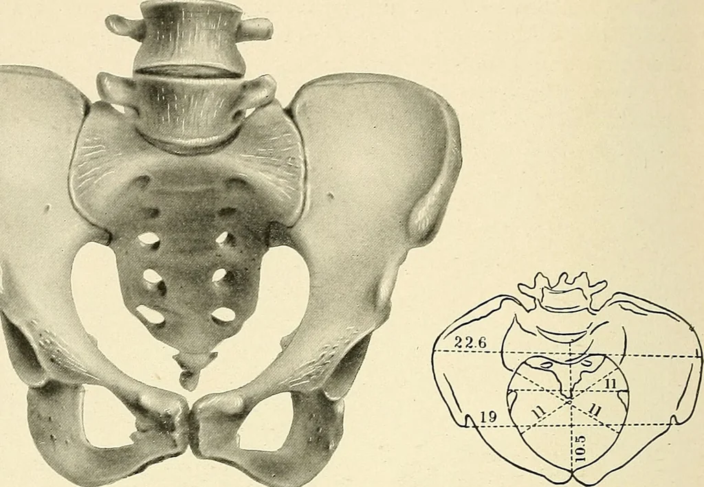 An illustration from Obstetrics : a text-book for the use of students and practitioners / by J. Whitridge Williams ... with eight coloured plates and six hundred and thirty illustrations in the text., 1903, leaf 704