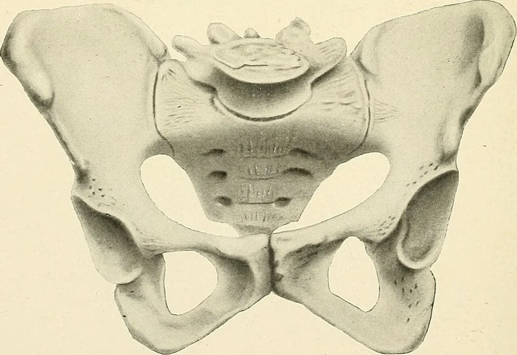 An illustration from Obstetrics : a text-book for the use of students and practitioners / by J. Whitridge Williams ... with eight coloured plates and six hundred and thirty illustrations in the text., 1903, leaf 704