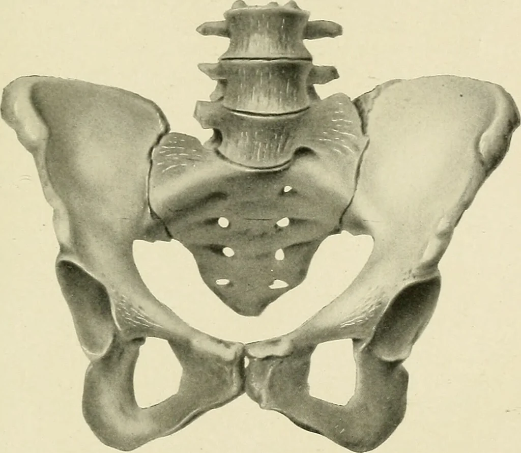An illustration from Obstetrics : a text-book for the use of students and practitioners / by J. Whitridge Williams ... with eight coloured plates and six hundred and thirty illustrations in the text., 1903, leaf 705