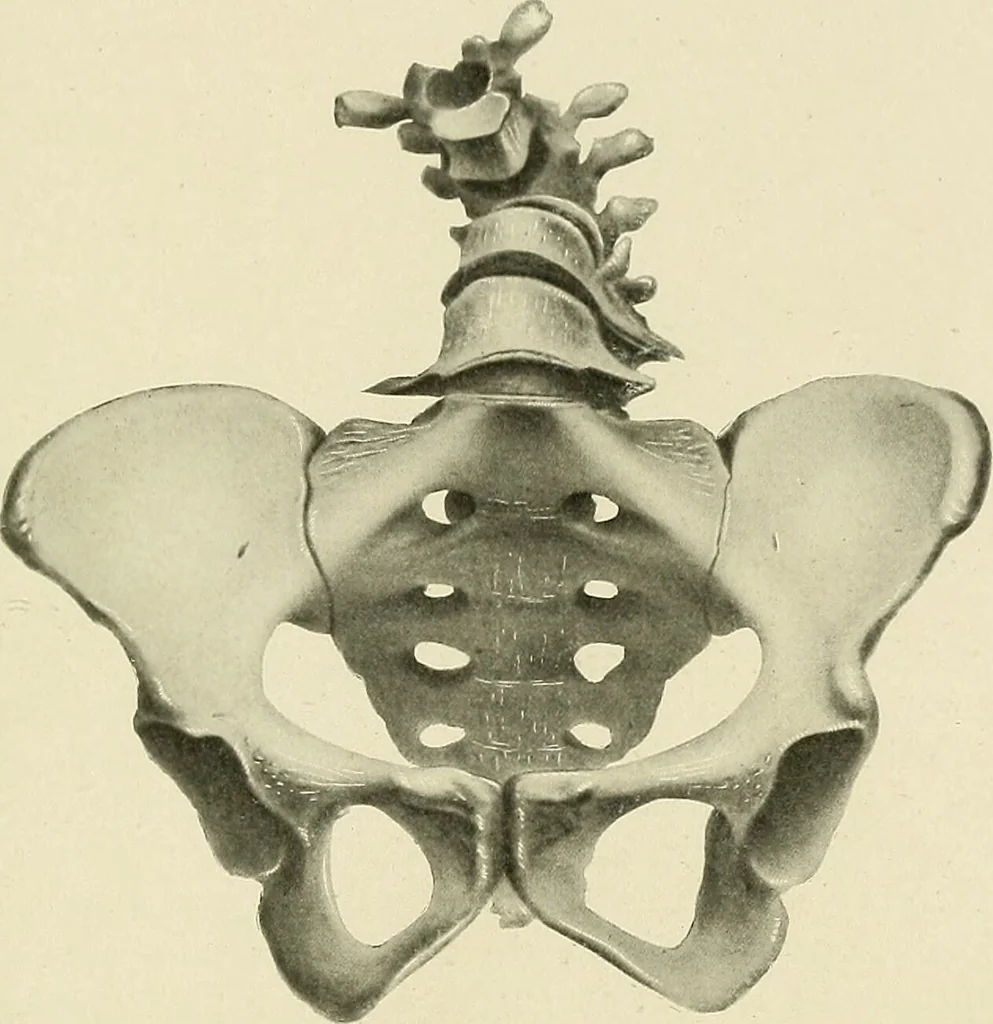 An illustration from Obstetrics : a text-book for the use of students and practitioners / by J. Whitridge Williams ... with eight coloured plates and six hundred and thirty illustrations in the text., 1903, leaf 709
