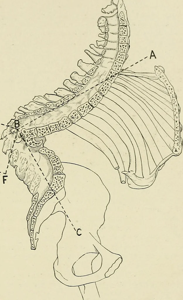An illustration from Obstetrics : a text-book for the use of students and practitioners / by J. Whitridge Williams ... with eight coloured plates and six hundred and thirty illustrations in the text., 1903, leaf 711