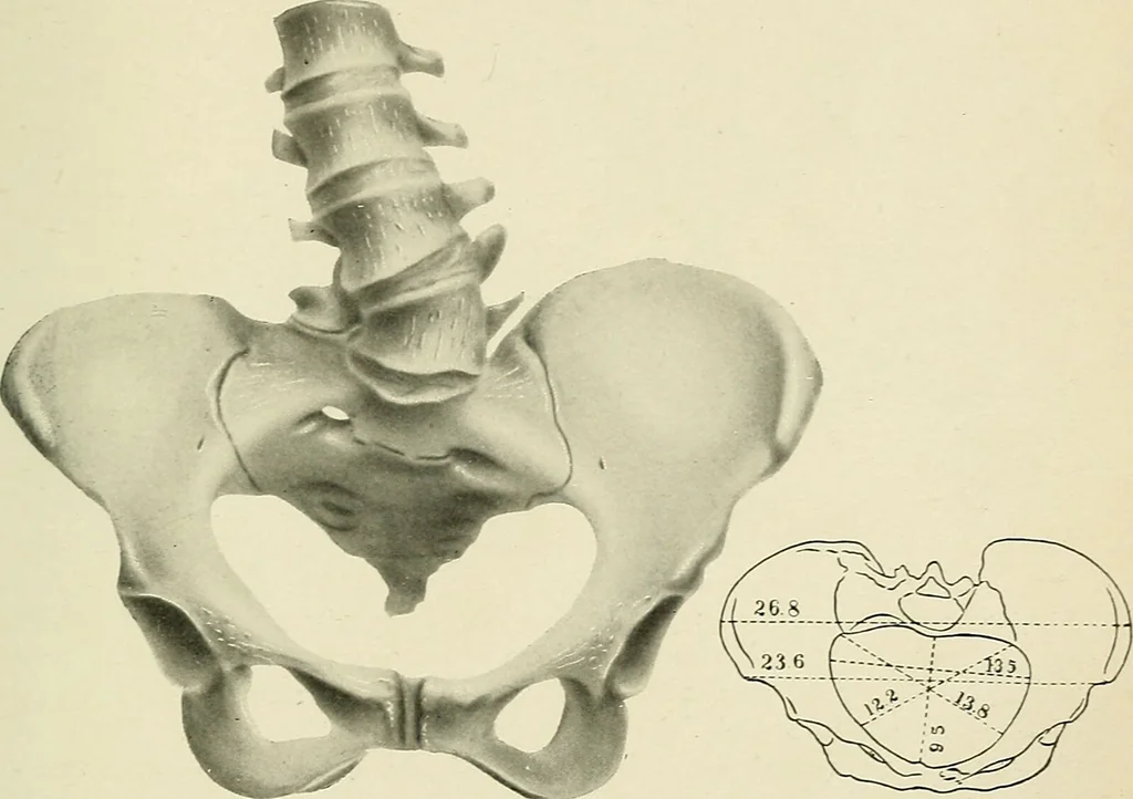 An illustration from Obstetrics : a text-book for the use of students and practitioners / by J. Whitridge Williams ... with eight coloured plates and six hundred and thirty illustrations in the text., 1903, leaf 715
