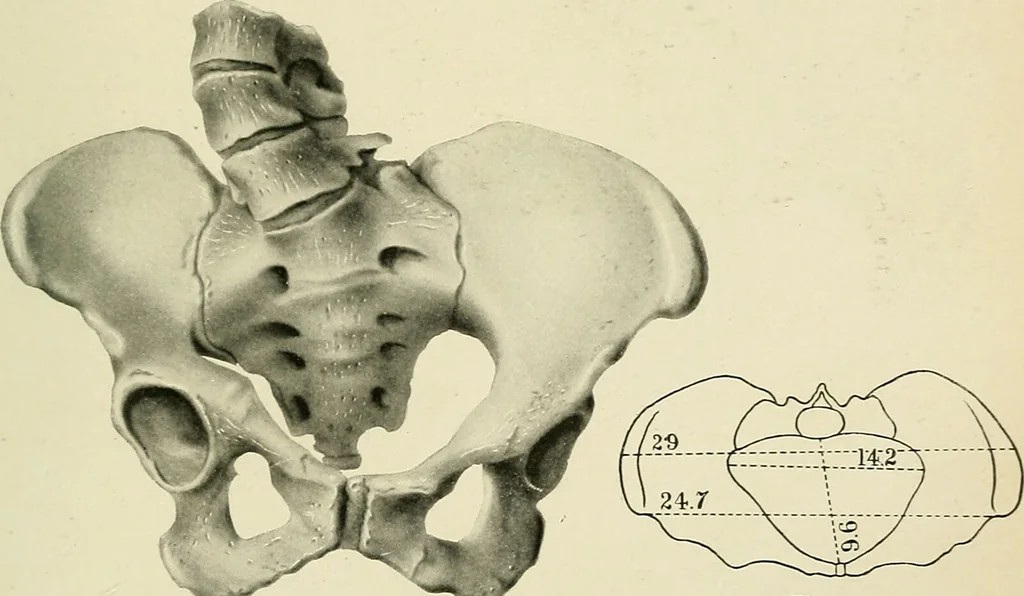 An illustration from Obstetrics : a text-book for the use of students and practitioners / by J. Whitridge Williams ... with eight coloured plates and six hundred and thirty illustrations in the text., 1903, leaf 717