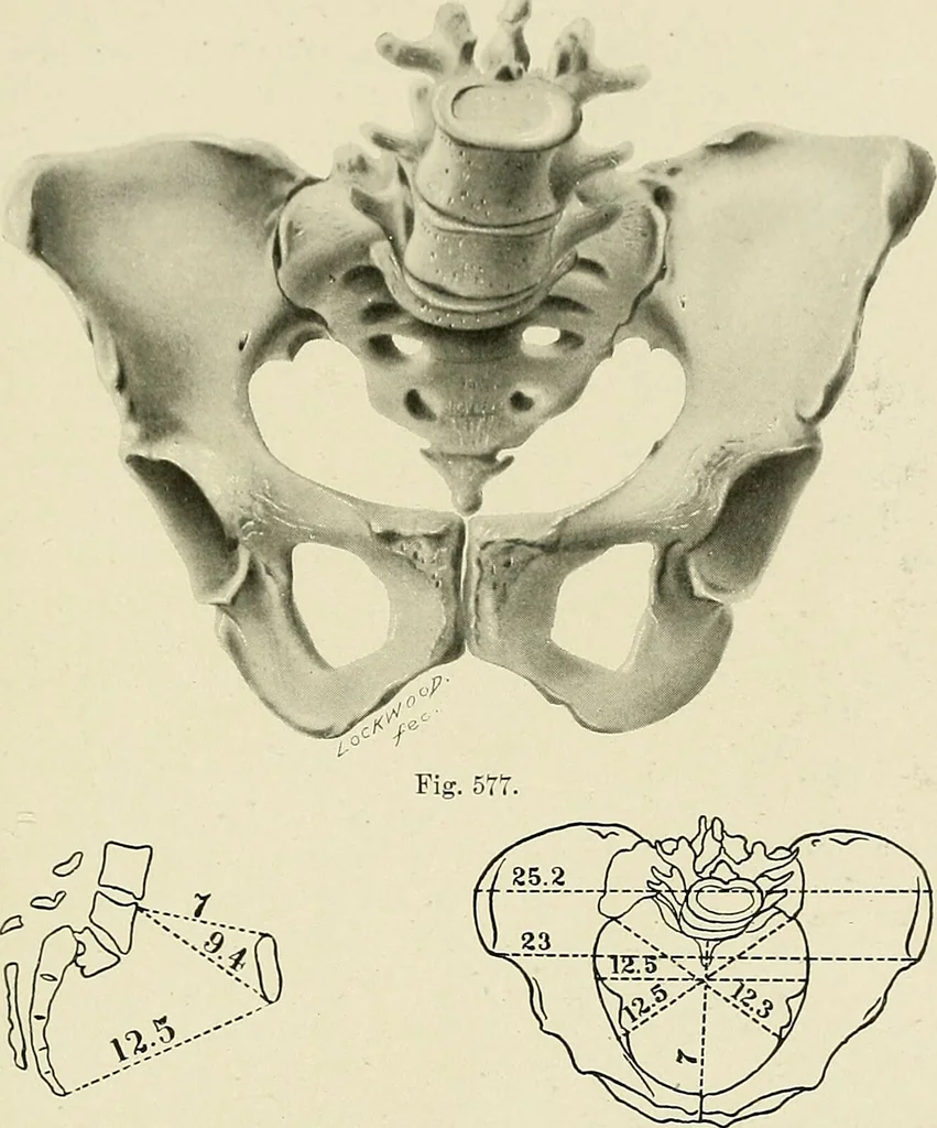 An illustration from Obstetrics : a text-book for the use of students and practitioners / by J. Whitridge Williams ... with eight coloured plates and six hundred and thirty illustrations in the text., 1903, leaf 719