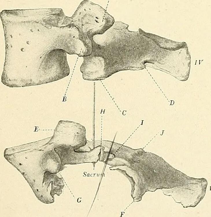 An illustration from Obstetrics : a text-book for the use of students and practitioners / by J. Whitridge Williams ... with eight coloured plates and six hundred and thirty illustrations in the text., 1903, leaf 720