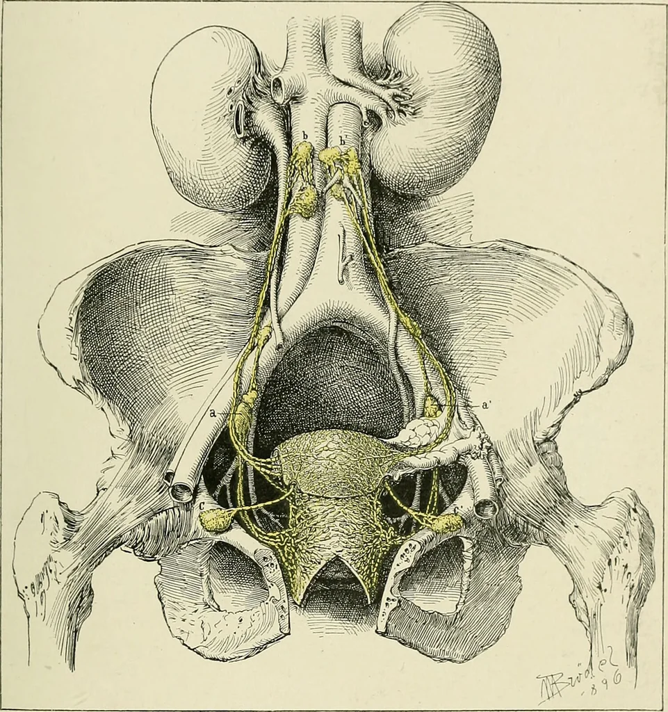 An illustration from Obstetrics : a text-book for the use of students and practitioners / by J. Whitridge Williams ... with eight coloured plates and six hundred and thirty illustrations in the text., 1903, leaf 77