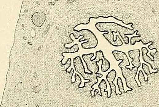 An illustration from Obstetrics : a text-book for the use of students and practitioners / by J. Whitridge Williams ... with eight coloured plates and six hundred and thirty illustrations in the text., 1903, leaf 82