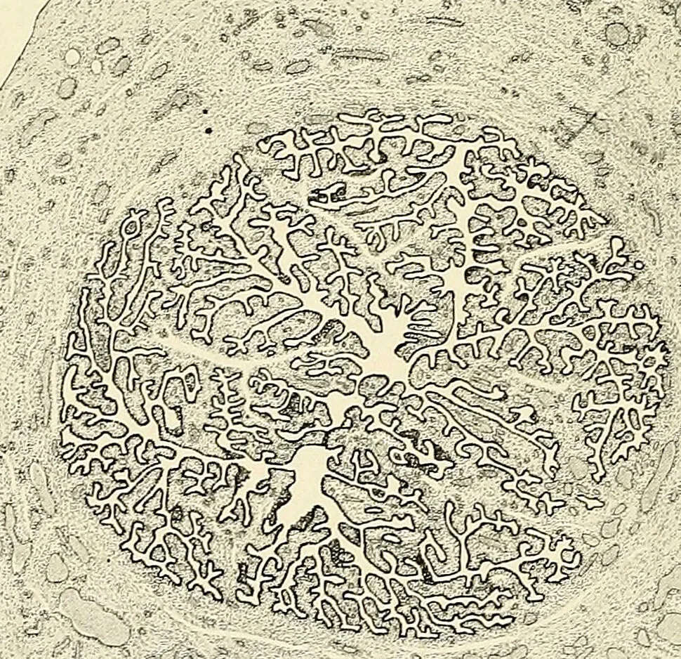 An illustration from Obstetrics : a text-book for the use of students and practitioners / by J. Whitridge Williams ... with eight coloured plates and six hundred and thirty illustrations in the text., 1903, leaf 82