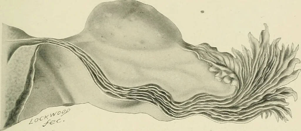 An illustration from Obstetrics : a text-book for the use of students and practitioners / by J. Whitridge Williams ... with eight coloured plates and six hundred and thirty illustrations in the text., 1903, leaf 83