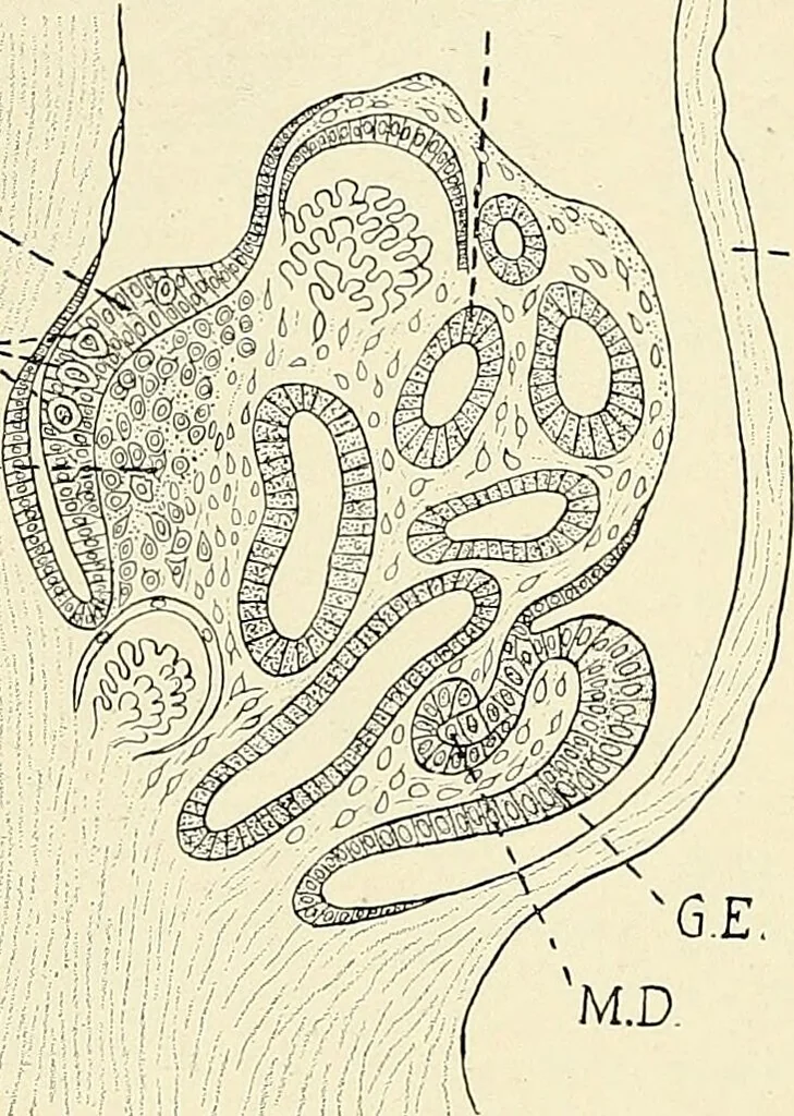 An illustration from Obstetrics : a text-book for the use of students and practitioners / by J. Whitridge Williams ... with eight coloured plates and six hundred and thirty illustrations in the text., 1903, leaf 88