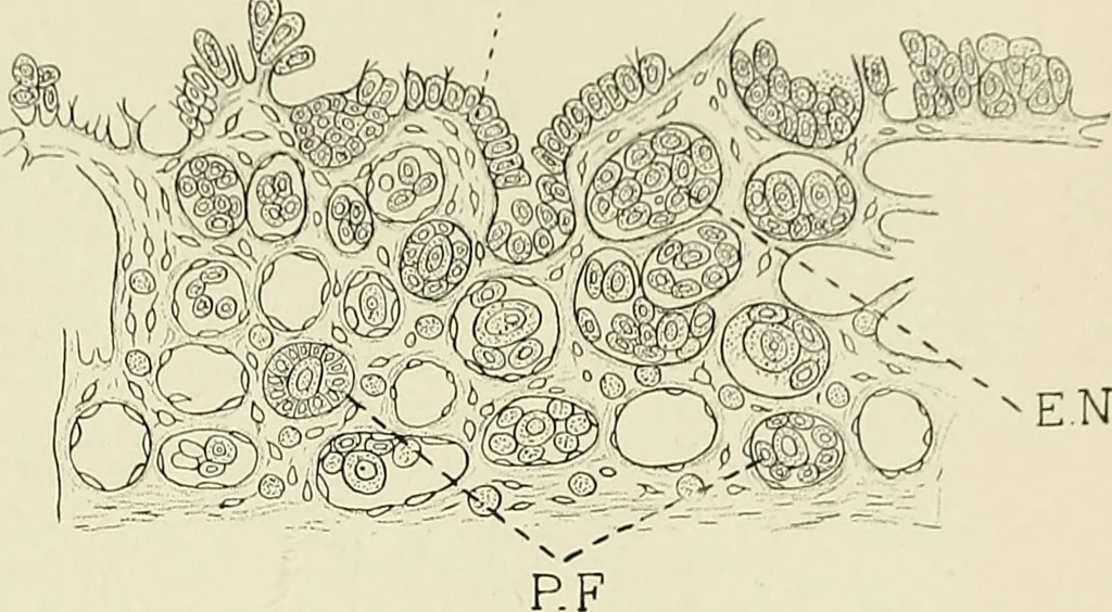 An illustration from Obstetrics : a text-book for the use of students and practitioners / by J. Whitridge Williams ... with eight coloured plates and six hundred and thirty illustrations in the text., 1903, leaf 89