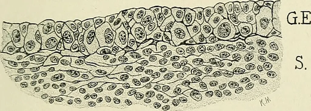 An illustration from Obstetrics : a text-book for the use of students and practitioners / by J. Whitridge Williams ... with eight coloured plates and six hundred and thirty illustrations in the text., 1903, leaf 89