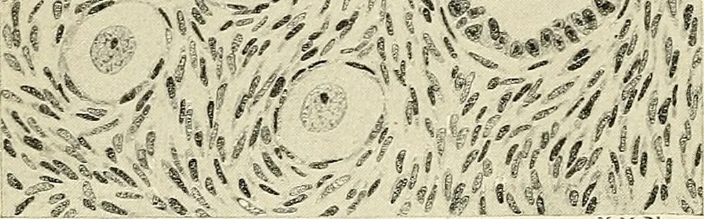 An illustration from Obstetrics : a text-book for the use of students and practitioners / by J. Whitridge Williams ... with eight coloured plates and six hundred and thirty illustrations in the text., 1903, leaf 92